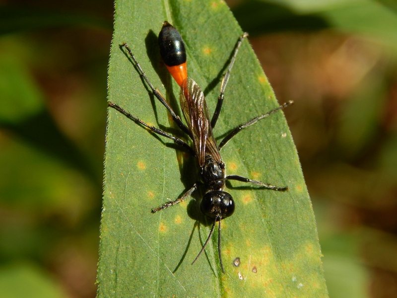 Specidae: Ammophila sabulosa? S !